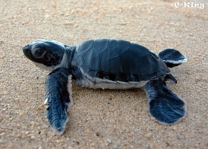 Maui Sea Turtles | Hawaiian Green Sea Turtles AKA Honu