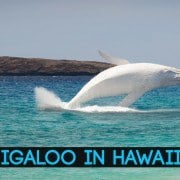 migaloo in hawaii