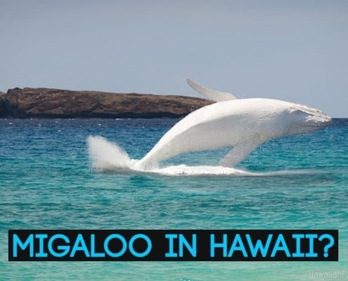 migaloo in hawaii