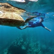 Snorkeling with turtles at molokini