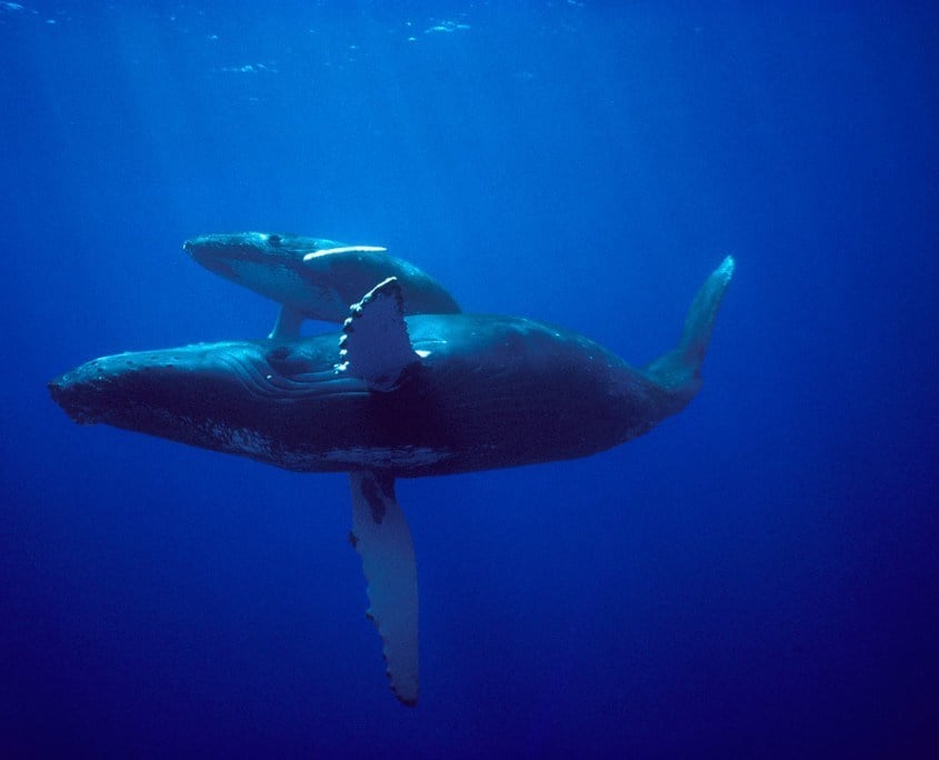 Humpback whale mother and calf on Hawaii breeding grounds