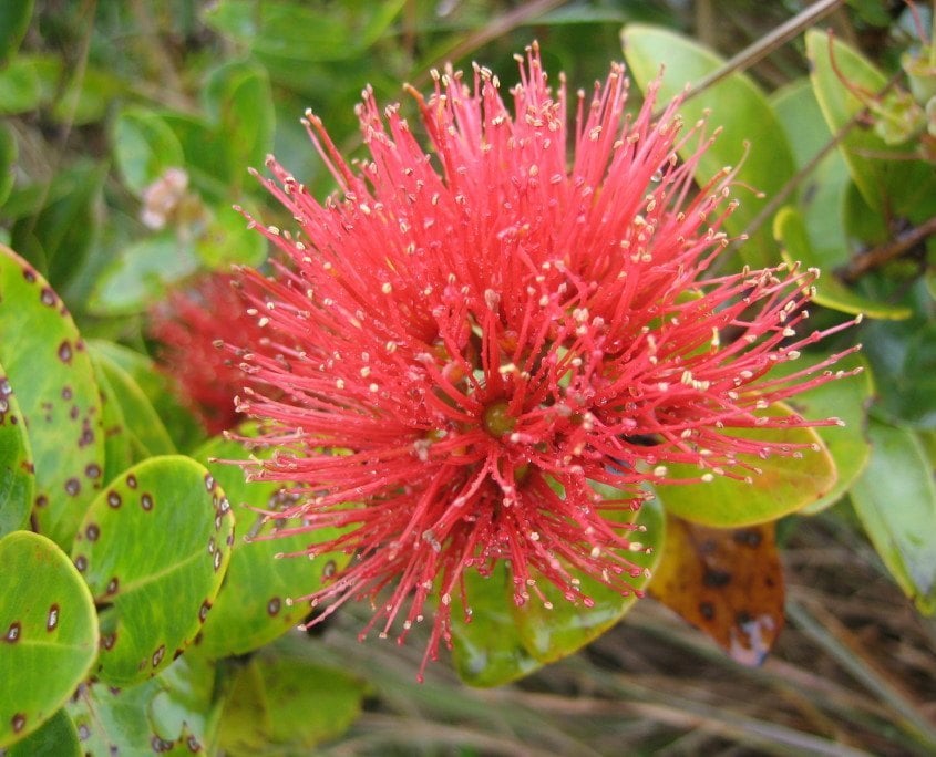 ohia Leeward Haleakala Watershed Project