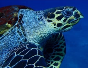 Sea Turtles