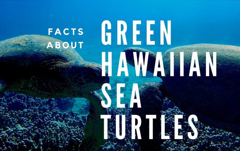 Maui Sea Turtles | Hawaiian Green Sea Turtles AKA Honu