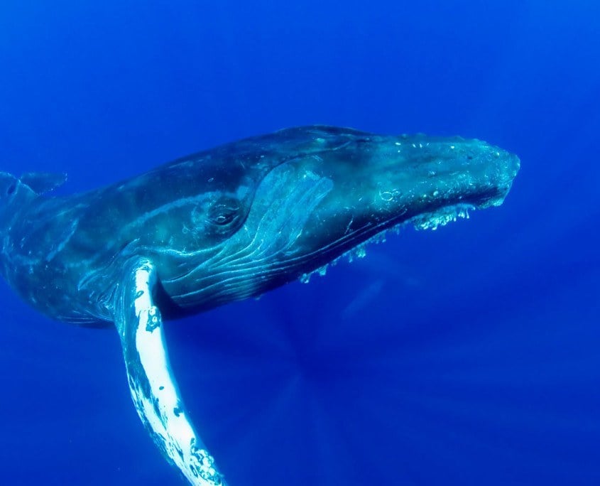 humpback whale in Maui
