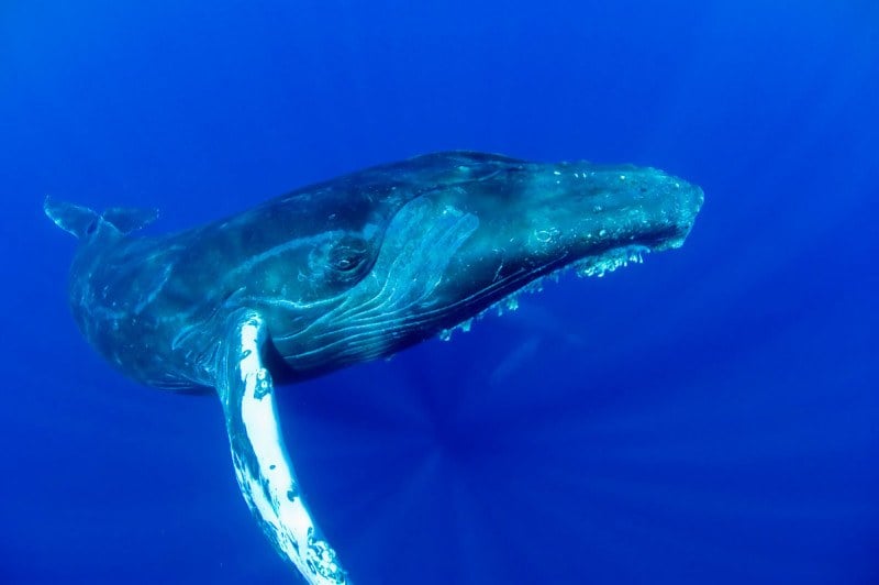 Humpback whale photographed off the coast of Maui