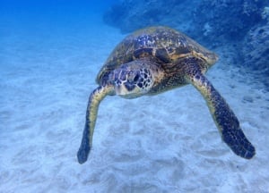 Turtle On Sea Floor Makena