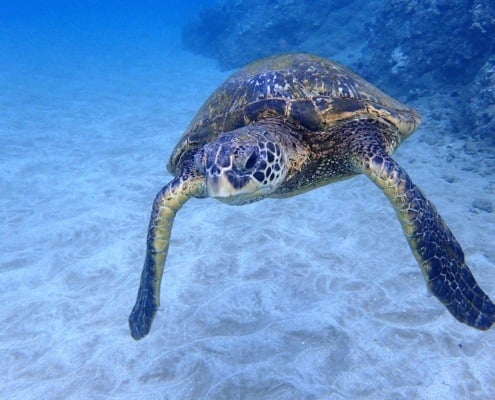 Hawaiian Green Sea Turtle Tours | Swim and Snorkel with Sea Turtles