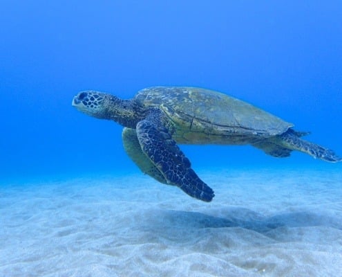 Hawaiian Green Sea Turtle Tours | Swim and Snorkel with Sea Turtles