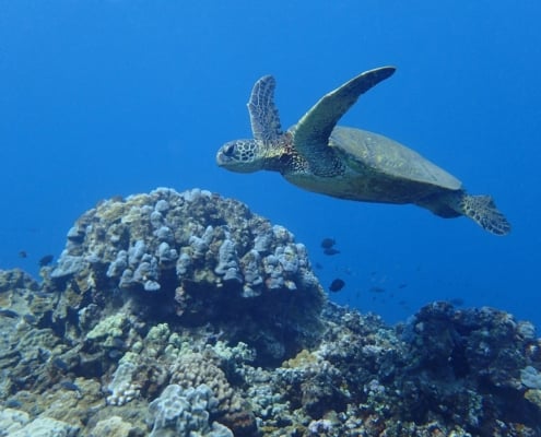 Hawaiian Green Sea Turtle Tours | Swim and Snorkel with Sea Turtles