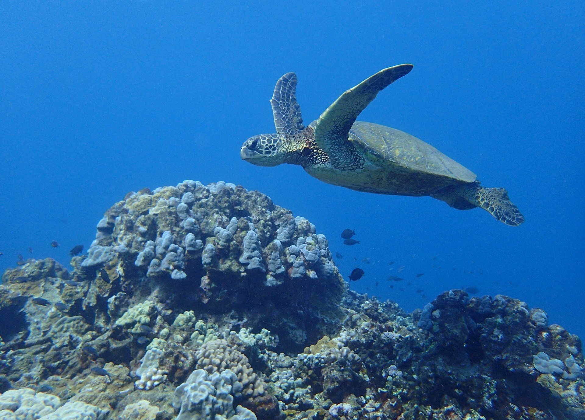 Hawaiian Green Sea Turtle Tours | Swim and Snorkel with Sea Turtles