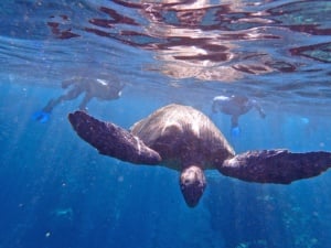 Turtle Snorkeling Tours Maui