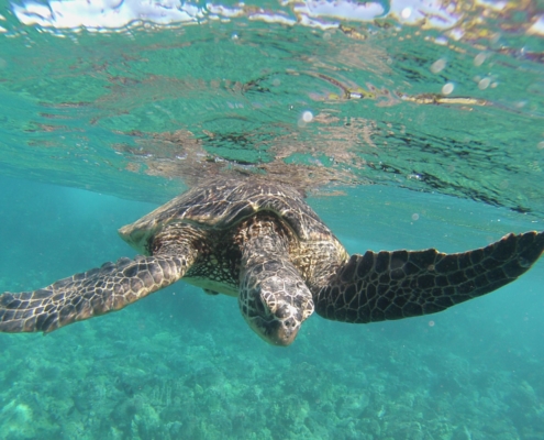 Hawaiian Green Sea Turtle Tours | Swim and Snorkel with Sea Turtles