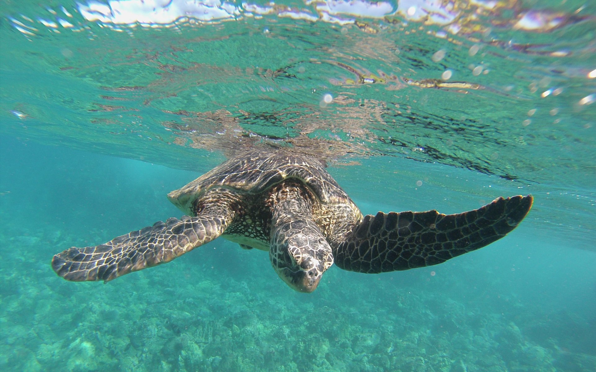 Maui Sea Turtles | Hawaiian Green Sea Turtles AKA Honu