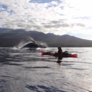 Whale Breach Kayaker Maui