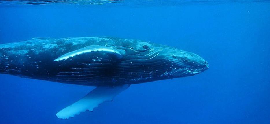 whale in Maui