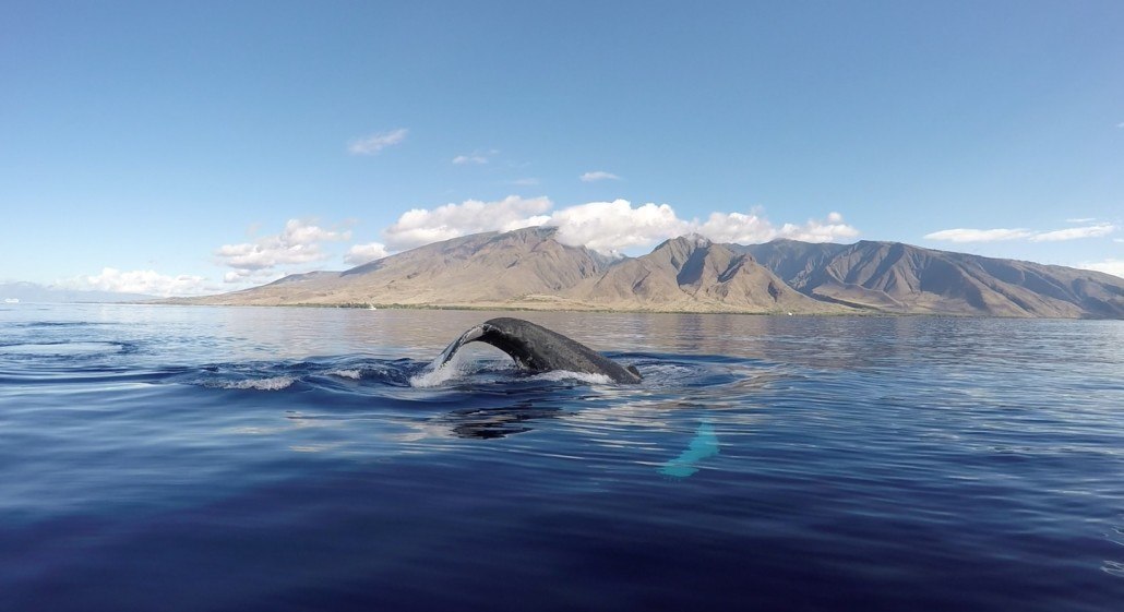 Whale watching in maui