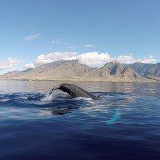 whale off of west maui