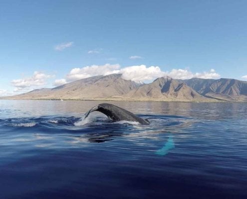 Whale watching in maui
