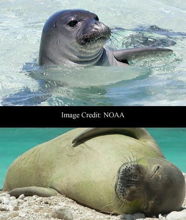 Hawaiian Monk Seals